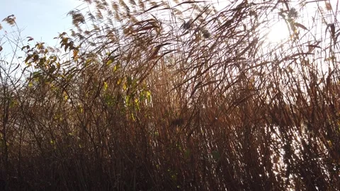 Reed in autumn Stock Footage 293618098