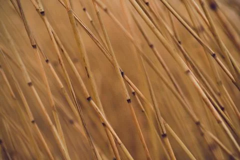Reed Background Closeup Stock Photos