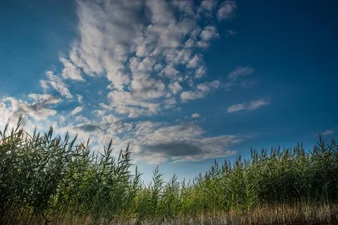 Reed on a background of a cloudy sky and with sun glare on the water. 스톡 사진