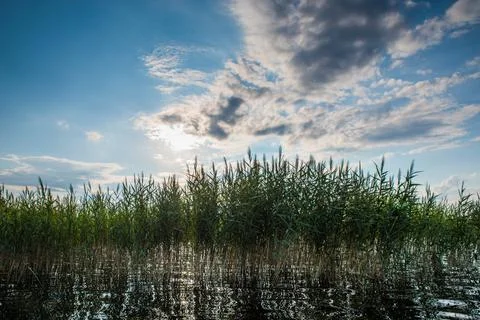 Reed on a background of a cloudy sky and with sun glare on the water. 스톡 사진