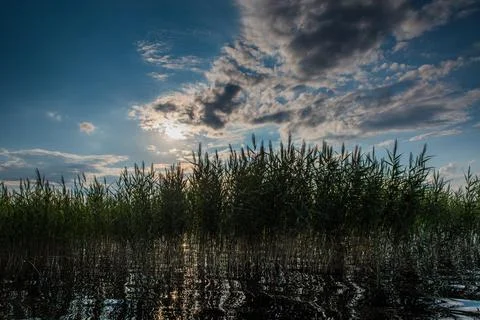 Reed on a background of a cloudy sky and with sun glare on the water. 스톡 사진