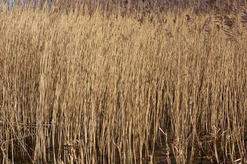 Reed background Stock Photos