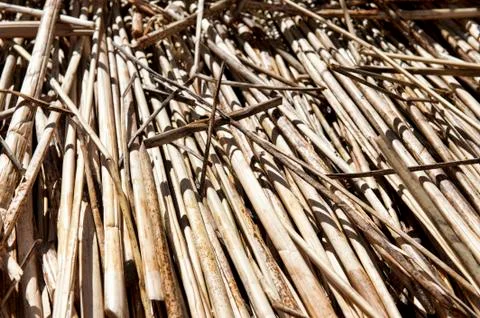 Reed Background Stock Photos