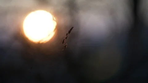 Reed on the background of the setting sun Video stock 104734590