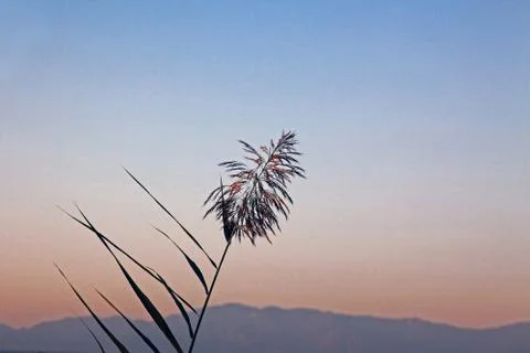 Reed on the background of the sunset sky Stock Photos