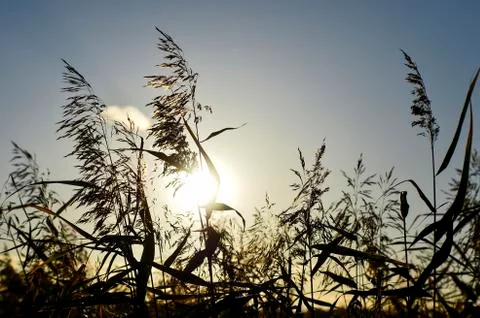 Reed in backlight of the sun. Soft blur photos taken on the soft lens. Stock Photos