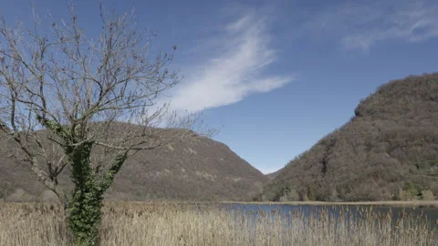Reed Bed Lake Видео 330085344
