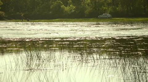 Reed bed in a lake, wind breezing and reflections on water surface Stock Footage 50491326