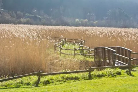 Reed bed 写真素材