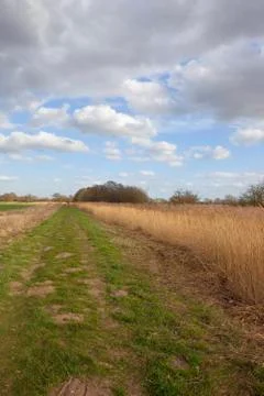 Reed bed in springtime Stock Photos