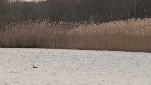 Reed bed at the water's edge with submerged branches. 4K 60fps. Stock Footage 334107782