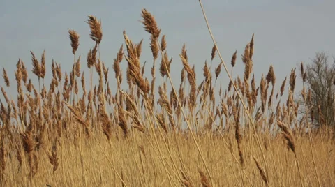 Reed bed wind blowing summer day Stock Footage 36743995