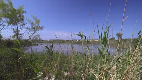 Reed Beds Framing Blue Lagoon Water, Maristany, Mallorca, Spain Stock Footage 340589644