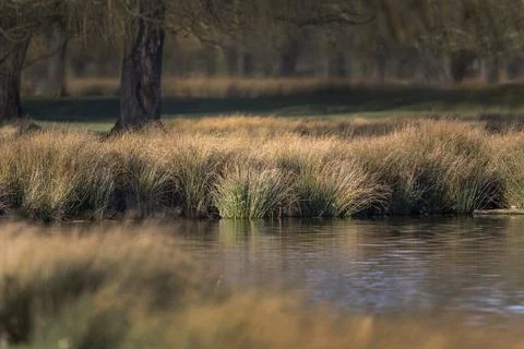 Reed beds Fotos Stock