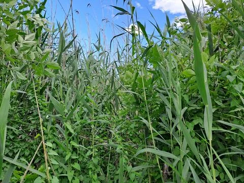 Reed beds Stock Photos