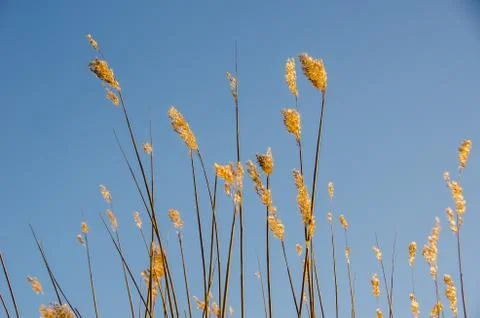 Reed from below Stock Photos