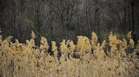 Reed blowed by the wind Stock Footage 62481630