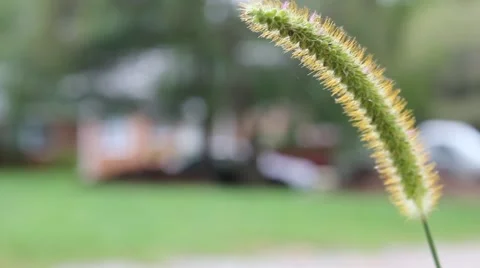 Reed blowing in the wind Stock Footage 44445227
