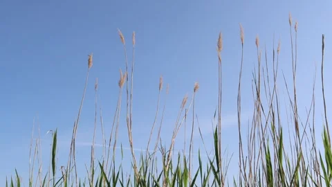 Reed blowing in the wind. Stock Footage 247738570