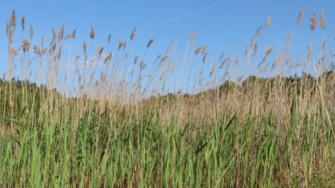 Reed blowing in the wind. Stock Footage 247738630