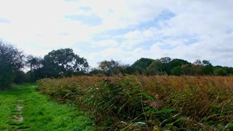 Reed blowing in the wind 스톡 동영상 322998141