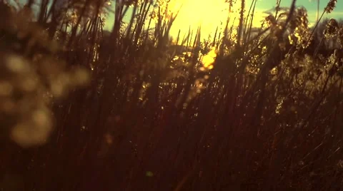 A reed on the blowing wind over beautiful sunset or sunrise. Beautiful nature Stock Footage 50048920