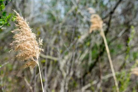 Reed blowing in wind Stock Photos
