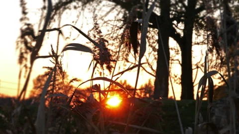 Reed blowing in the wind : sunset in a war cemetery Stock Footage 98559297