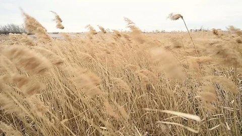Reed blown by the wind in Vacaresti Natural Park in Romania 스톡 동영상 126156128