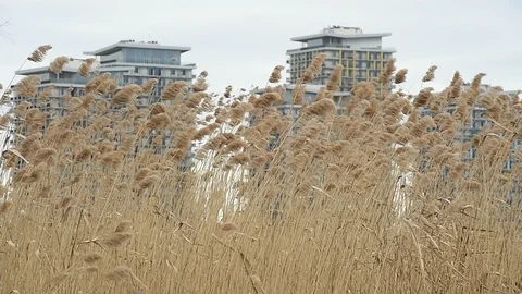 Reed blown by the wind in Vacaresti Natural Park in Romania 스톡 동영상 126156145