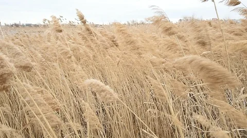 Reed blown by the wind in Vacaresti Natural Park in Romania 스톡 동영상 126156189