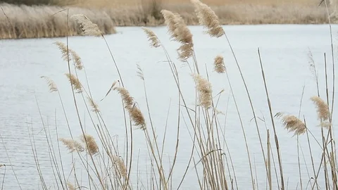 Reed blown by the wind in Vacaresti Natural Park in Romania 스톡 동영상 126156271