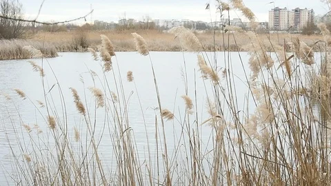 Reed blown by the wind in Vacaresti Natural Park in Romania 스톡 동영상 126156277
