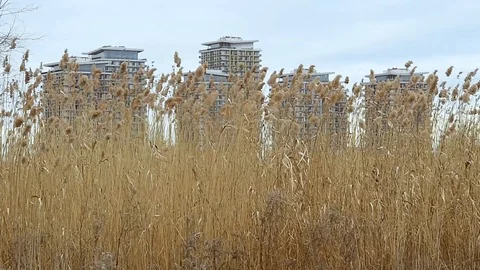 Reed blown by the wind in Vacaresti Natural Park in Romania Stock Footage 126156334