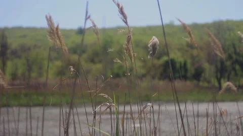Reed on a blurred background Vídeos de archivo 107127985