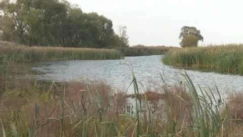 Reed branches bend under a strong wind near the lake Video stock 123966991