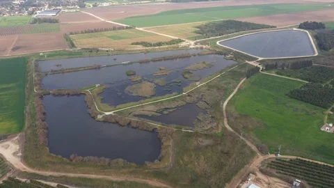 Reed Bulrush in fields Stock Footage 125909130
