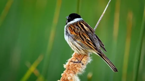 Reed bunting bird chirping on bulrush plant outdoors. Stock Footage 341070032