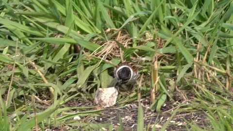 Reed Bunting feeding on the ground Video stock 105949698