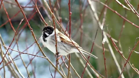 Reed Bunting Video stock 22404969