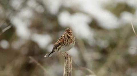 Reed Bunting Stock Footage 67201539