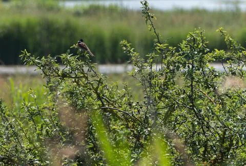 Reed Bunting perched on an Elder tree Foto stock