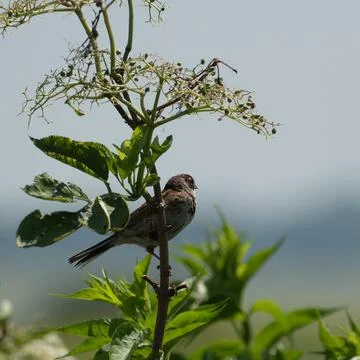 Reed Bunting perched on an Elder tree Stock Photos
