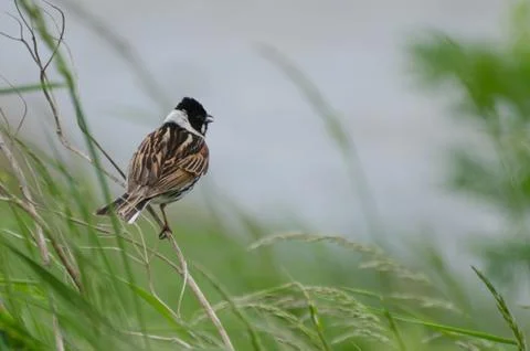Reed bunting Stock Photos