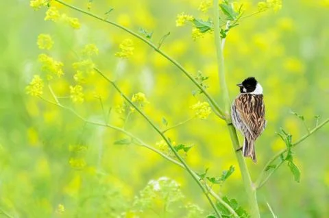 Reed bunting Stock Photos