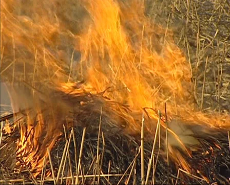 Reed burning - close up Stock-Footage 32696195