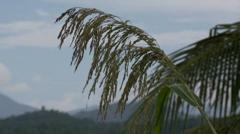 Reed in calm wind with palm leaf in the background 스톡 동영상 555657