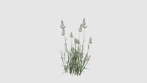 Reed Canary Grass blowing in the wind. Alpha Channel. Loop Animation Video stock 291014433