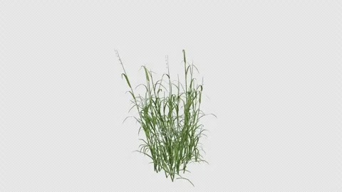 Reed Canary Grass blowing in the wind. Alpha Channel. Loop Animation Stock Footage 291014498
