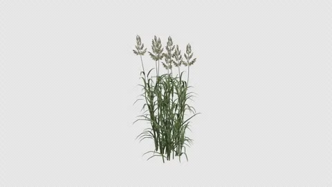 Reed Canary Grass blowing in the wind. Alpha Channel. Loop Animation Video stock 291014686